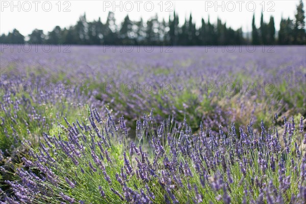 France, Drome, Grignan, Lavender in field. Photo : Jan Scherders