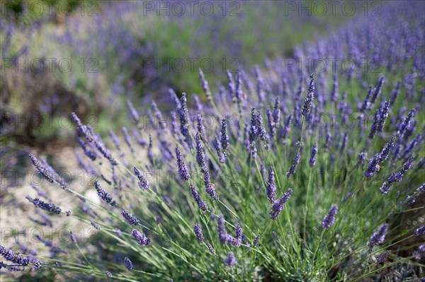 Close-up of lavender in field. Photo : Jan Scherders