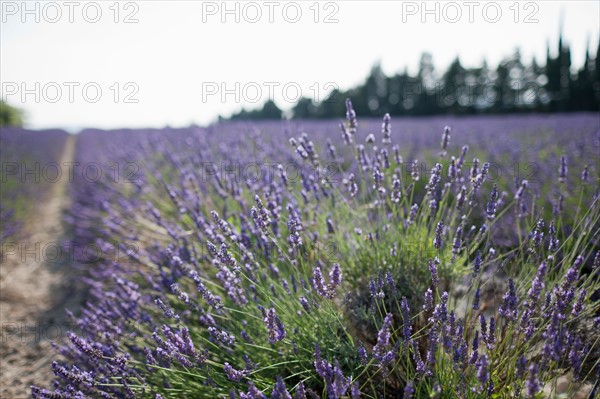 France, Drome, Grignan, Lavender in field. Photo : Jan Scherders