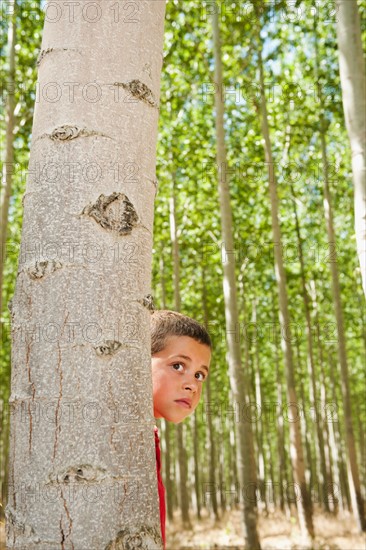 USA, Oregon, Boardman, Boy (8-9) playing seekand hide between poplar trees in tree farm. Photo: Erik Isakson