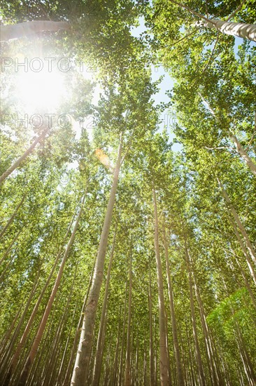 USA, Oregon, Boardman, Boplar trees in tree farm illuminated by bright sunshine.