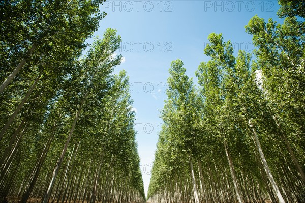 USA, Oregon, Boardman, Orderly rows of poplar trees in tree farm.