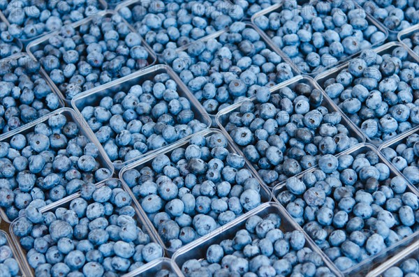 Rows of blueberries in cartons.