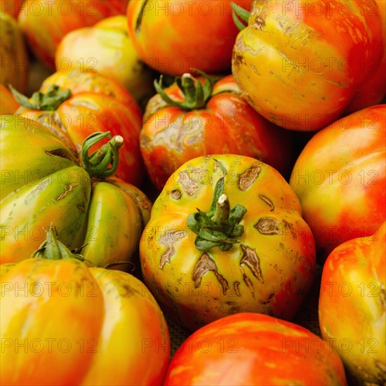 Studio shot of heirloom tomatoes.