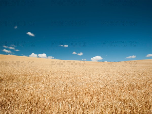 USA, Oregon, Wasco, Wheat field in bright sunshine under blue sky. Photo: Erik Isakson