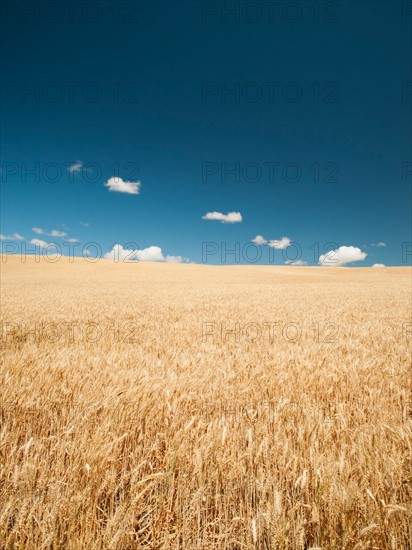 USA, Oregon, Wasco, Wheat field in bright sunshine under blue sky.