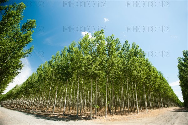 USA, Oregon, Boardman, Wide angle shot of poplar trees in tree farm.