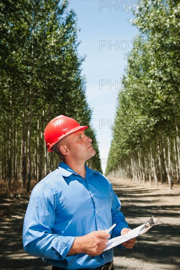 Engineer standing between orderly rows of poplar trees in tree farm.