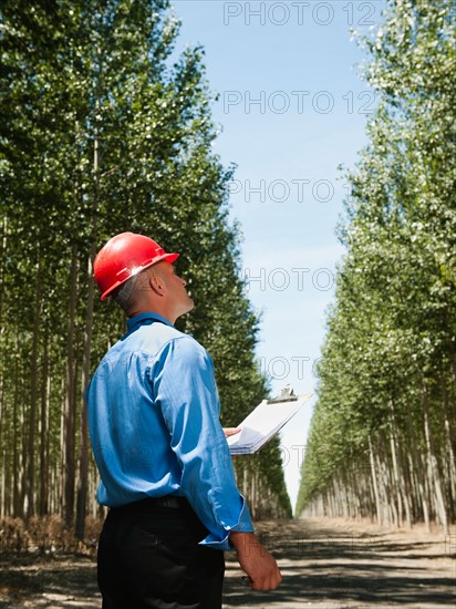 Engineer standing between orderly rows of poplar trees in tree farm. Photo: Erik Isakson