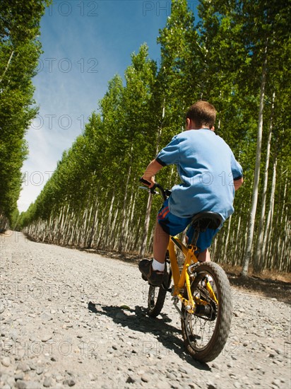 Boy (8-9) riding bike between poplar trees in tree farm.