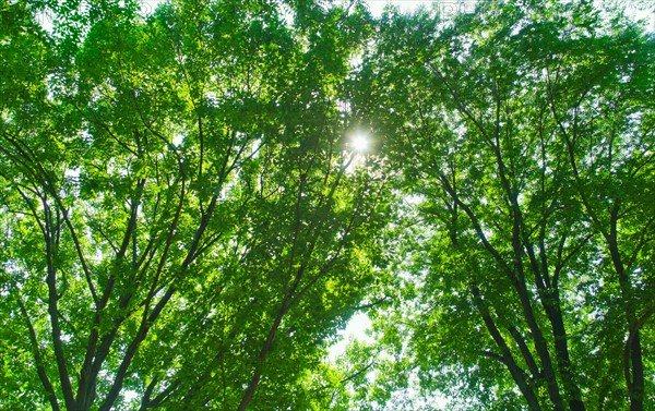 Green tree branches.