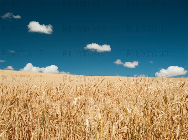 USA, Oregon, Wasco, Wheat field in bright sunshine under blue sky. Photo: Erik Isakson