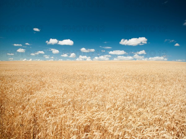 USA, Oregon, Wasco, Wheat field in bright sunshine under blue sky. Photo: Erik Isakson