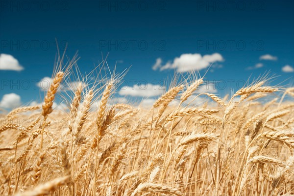 USA, Oregon, Wasco, Wheat ears in bright sunshine under blue sky. Photo: Erik Isakson