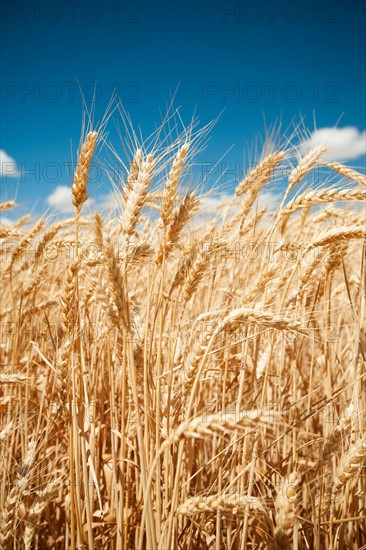 USA, Oregon, Wasco, Wheat ears in bright sunshine under blue sky.