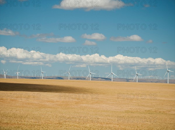 USA, Oregon, Wasco, Wheat field and wind farm in bright sunshine under blue sky.