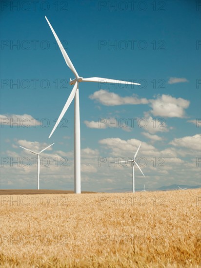 USA, Oregon, Wasco, Wheat field and wind farm in bright sunshine under blue sky. Photo: Erik Isakson