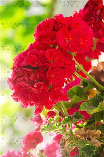 Alacati, red flowers. Photo: Tetra Images