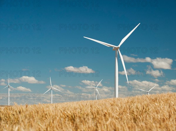 USA, Oregon, Wasco, Wheat field and wind farm in bright sunshine under blue sky.