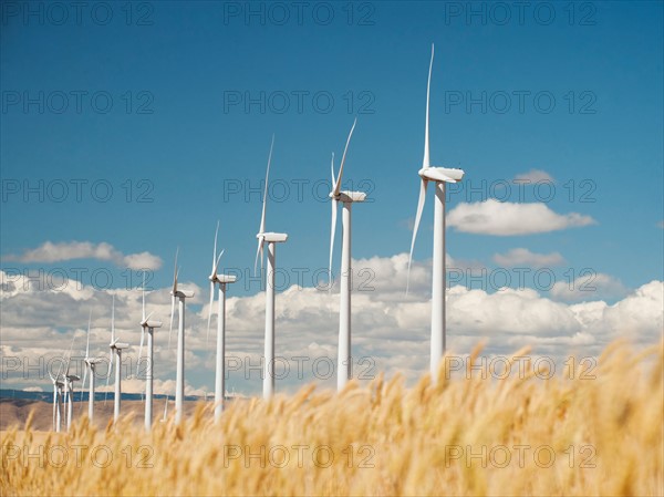 USA, Oregon, Wasco, Wheat field and wind farm in bright sunshine under blue sky.