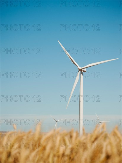 USA, Oregon, Wasco, Wheat field and wind farm in bright sunshine under blue sky. Photo: Erik Isakson