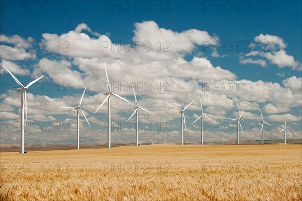 USA, Oregon, Wasco, Wheat field and wind farm in bright sunshine under blue sky.