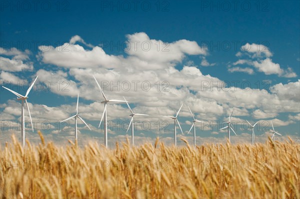 USA, Oregon, Wasco, Wheat field and wind farm in bright sunshine under blue sky. Photo: Erik Isakson