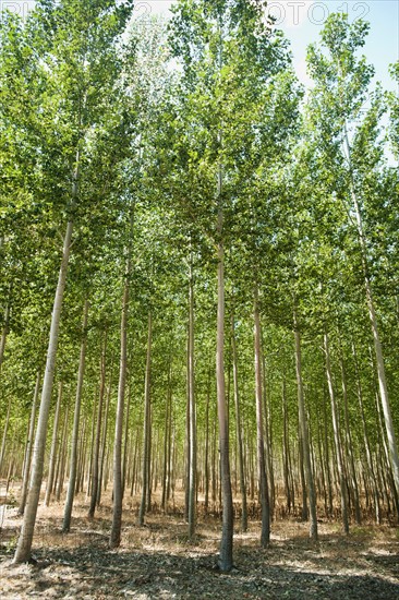 USA, Oregon, Boardman, Poplar trees.