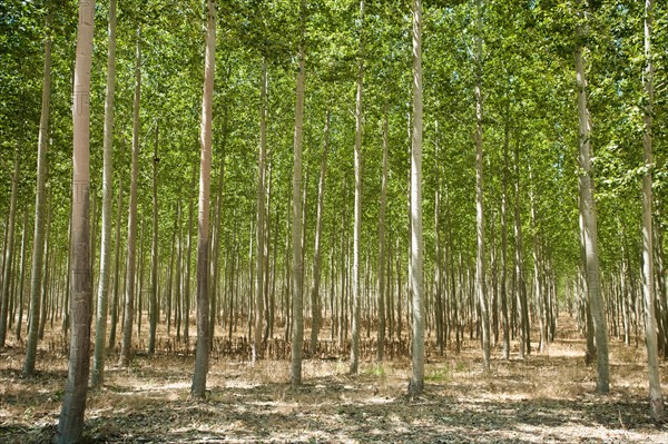 USA, Oregon, Boardman, Poplar trees.