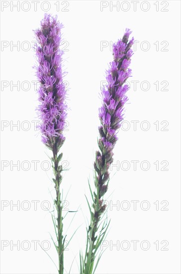 Studio shot of Liatris Spicata.