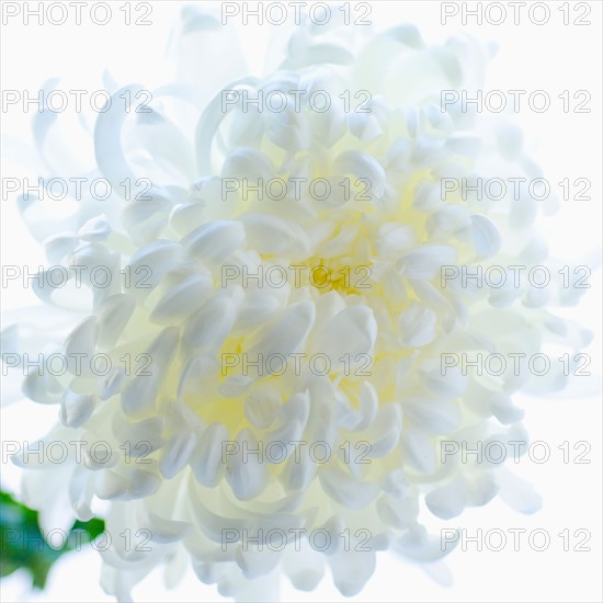Studio shot of Chrysanthemum.
