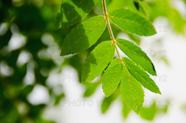 Green leaves on branch. Photo : Tetra Images
