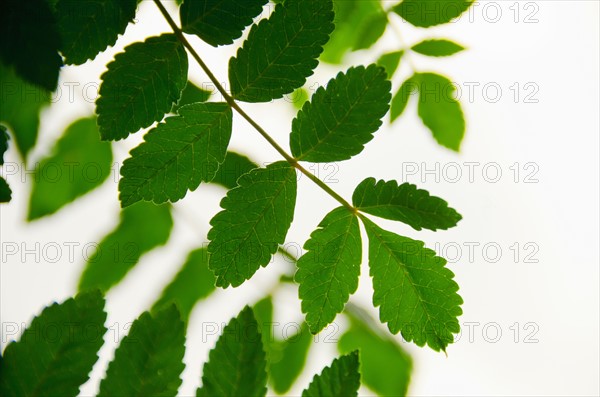 Green leaves on branch. Photo : Tetra Images