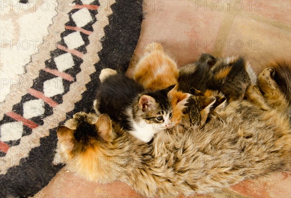 Cat feeding young. Photo : Tetra Images