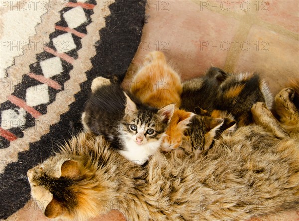 Cat feeding young. Photo : Tetra Images