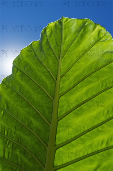 Leaf in sunlight.