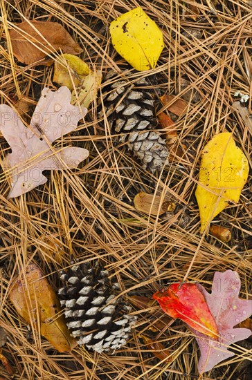 Pine cones and leaves.