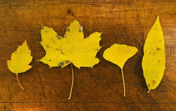 Autumn leaves, studio shot.