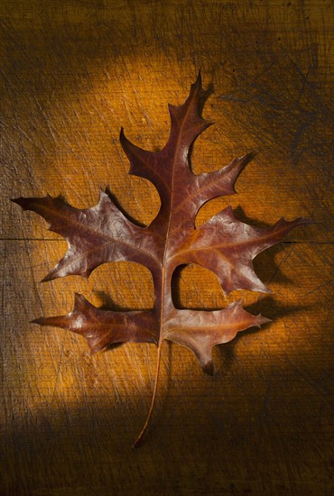 Autumn leaf, studio shot.