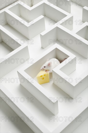 White mouse into labyrinth, studio shot.