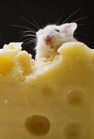 White mouse eating cheese, studio shot.