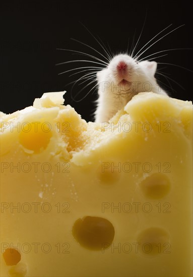 White mouse eating cheese, studio shot.