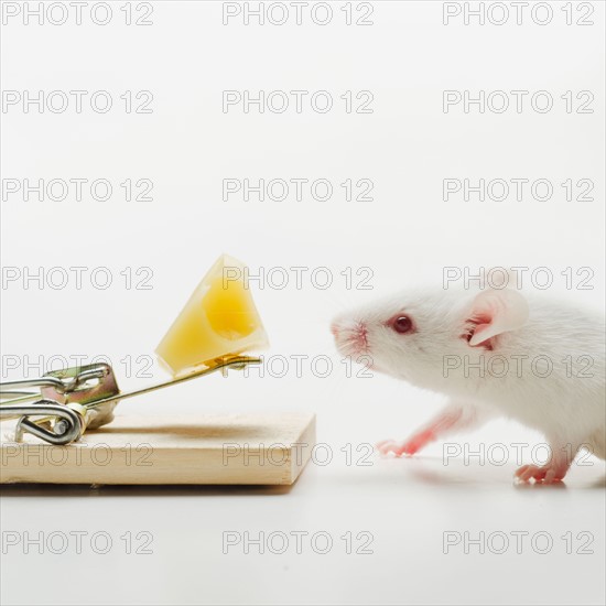 Write mouse near mousetrap, studio shot.