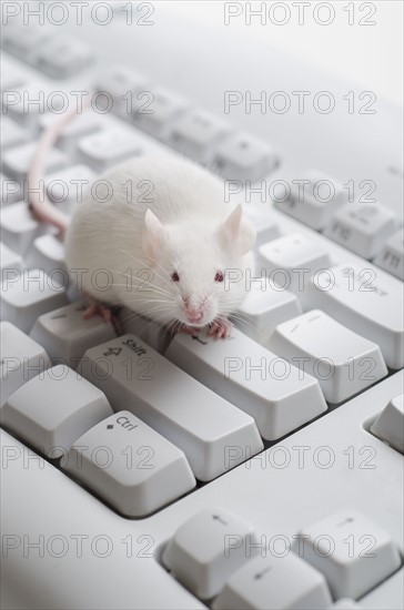 White mouse on computer keyboard, studio shot.