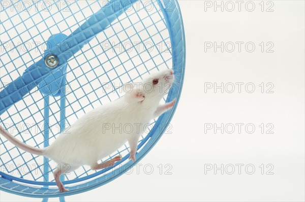 White mouse in exercise wheel, studio shot .