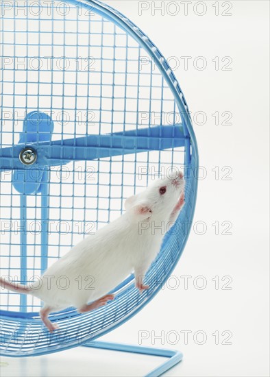 White mouse in exercise wheel, studio shot .