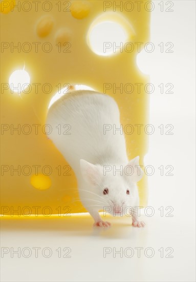 White mouse with cheese, studio shot.