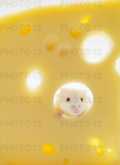 White mouse with cheese, studio shot.