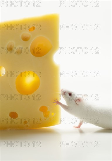 White mouse with cheese, studio shot.