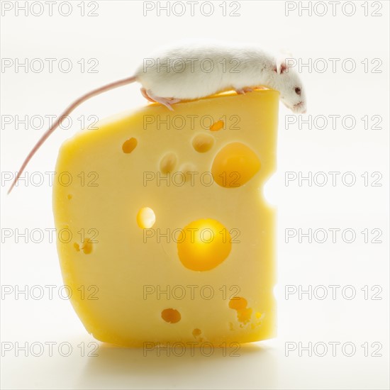 White mouse with cheese, studio shot.